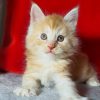 Maine Coon kitten - Arnold