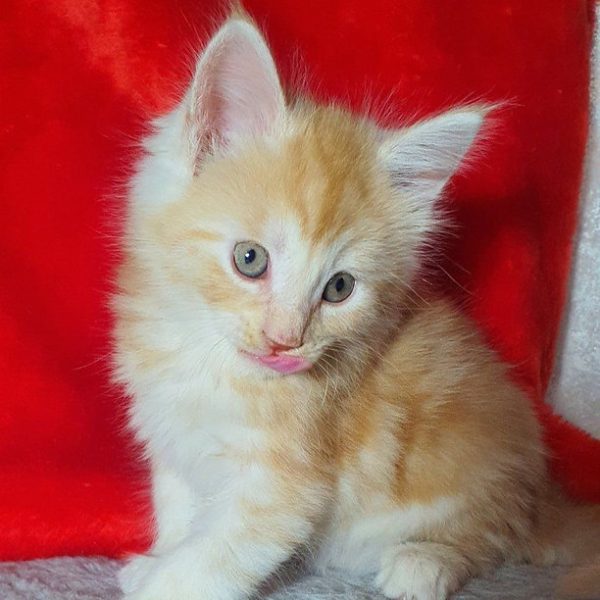 Maine Coon kitten Arnold 2