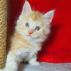 Maine Coon kitten Arnold 3