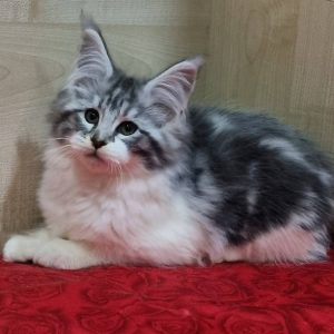 Maine Coon kitten - Baklava