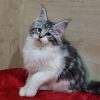 Maine Coon kitten - Baklava