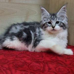 Maine Coon kitten Baklava 2