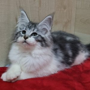 Maine Coon kitten Baklava 3