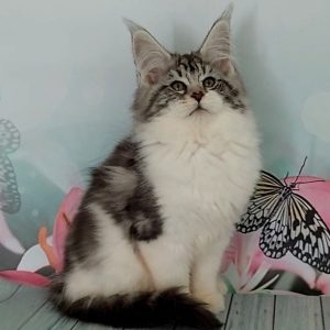 Maine Coon kitten Baklava 4