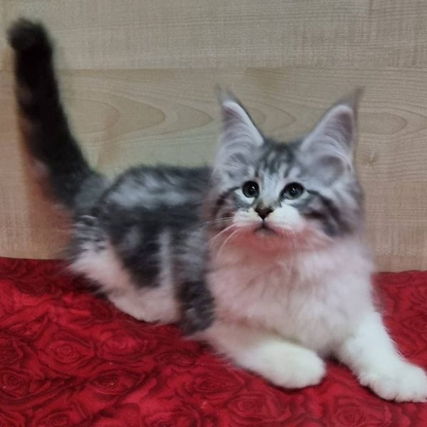 Maine Coon kitten Baklava 5