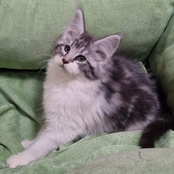 Maine Coon kitten Baklava 6