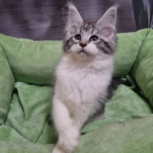 Maine Coon kitten Baklava 7