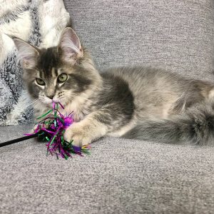 Maine Coon kitten - Cassie