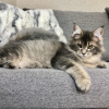 Maine Coon kitten - Cassie