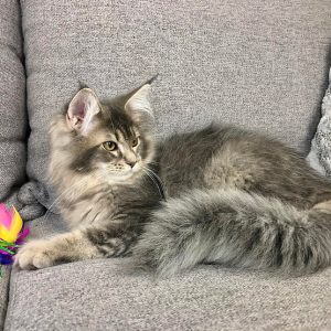 Maine Coon kitten Cassie 2