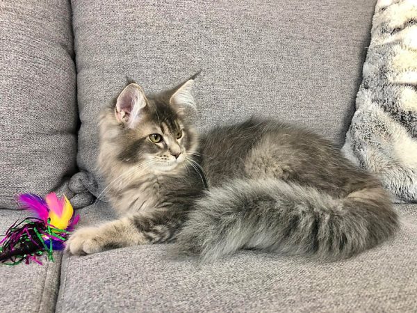 Maine Coon kitten Cassie 2