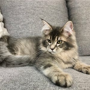 Maine Coon kitten Cassie 3 1