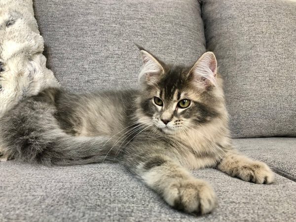 Maine Coon kitten Cassie 3 1