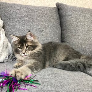 Maine Coon kitten Cassie 4