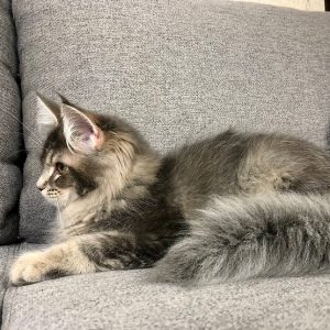 Maine Coon kitten Cassie 5 1