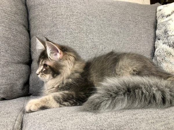 Maine Coon kitten Cassie 5 1