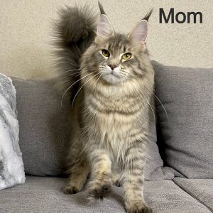 Maine Coon kitten Cassie 7