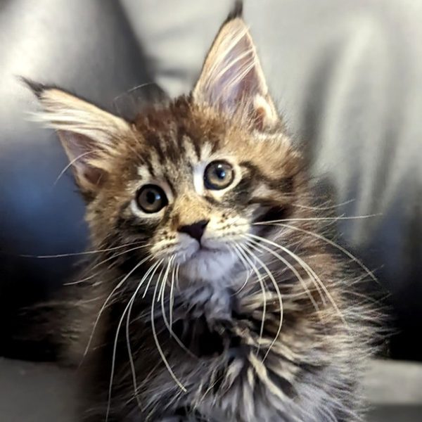 Maine Coon kitten - Dax