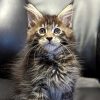 Maine Coon kitten - Dax