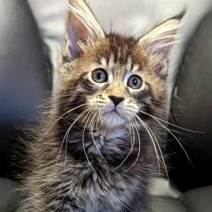 Maine Coon kitten Dax 2