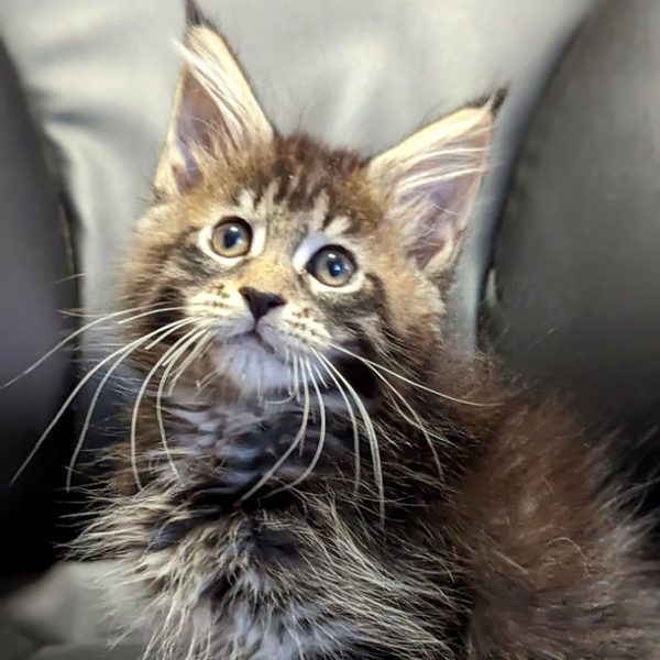 Maine Coon kitten Dax 3