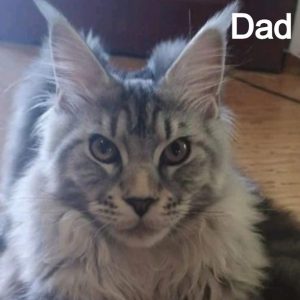 Maine Coon kitten Dax 5