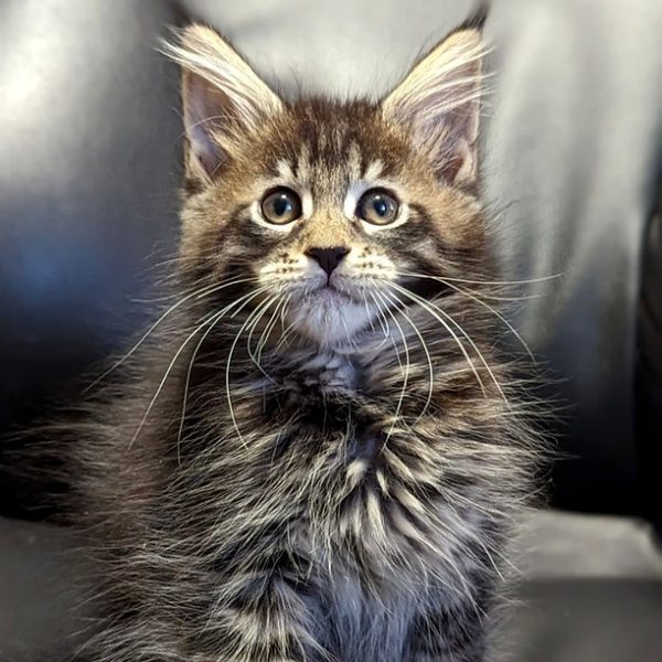 Maine Coon kitten - Dax