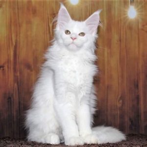 Maine Coon kitten - Fiona