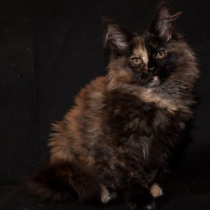 Maine Coon kitten - Fluffy