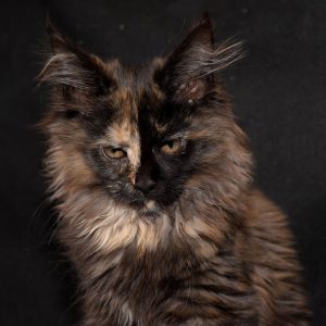 Maine Coon kitten Fluffy 2