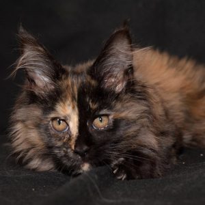 Maine Coon kitten - Fluffy