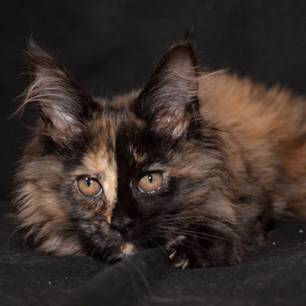 Maine Coon kitten - Fluffy