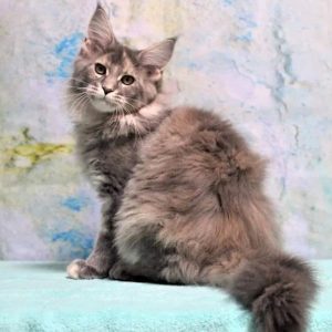 Maine Coon kitten - Ivy