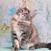 Maine Coon kitten - Ivy