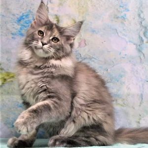 Maine Coon kitten Ivy 2