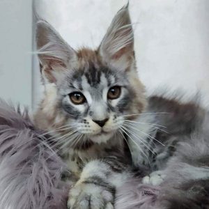 Maine Coon kitten - Jewel