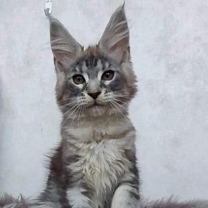 Maine Coon kitten Jewel 2