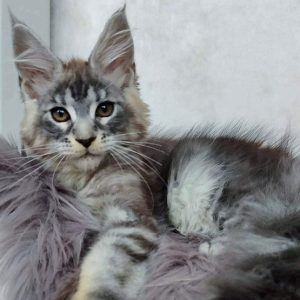 Maine Coon kitten Jewel 3