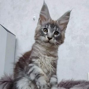 Maine Coon kitten Jewel 4