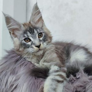 Maine Coon kitten Jewel 5