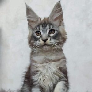 Maine Coon kitten Jewel 6