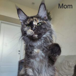 Maine Coon kitten Jewel 8