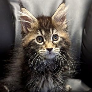 Maine Coon kitten - Lenox