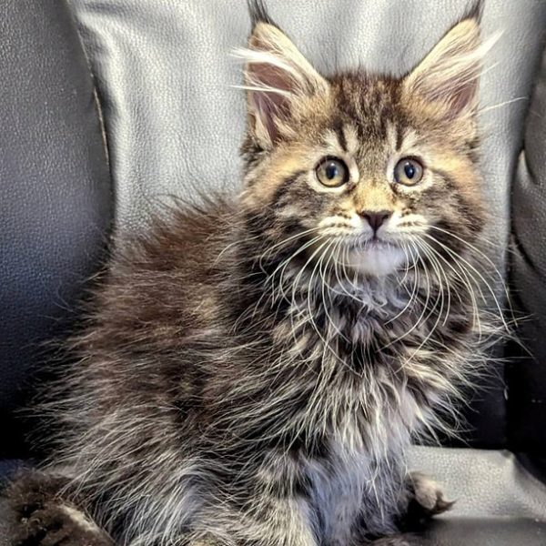 Maine Coon kitten Lenox 2