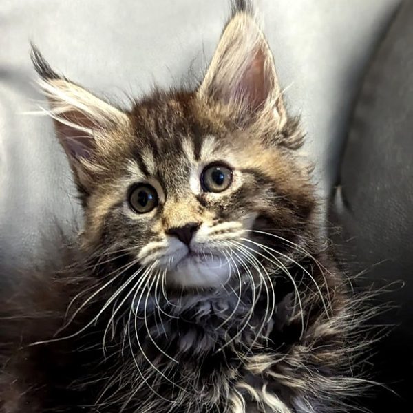 Maine Coon kitten Lenox 3