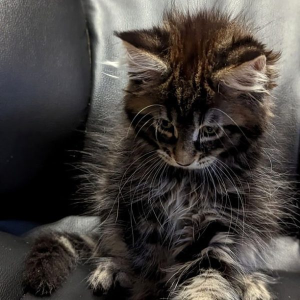 Maine Coon kitten Lenox 4