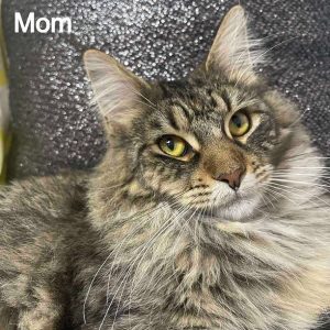 Maine Coon kitten Lenox 5