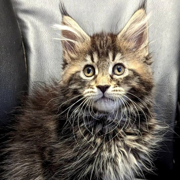 Maine Coon kitten - Lenox