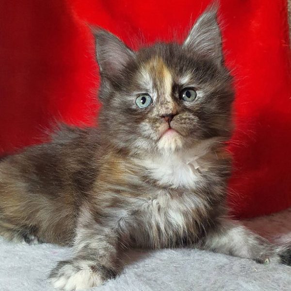 Maine Coon kitten - Maddy