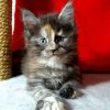 Maine Coon kitten - Maddy